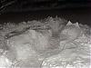 Snow pictures of my Yorkies-006.jpg