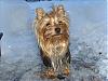 Snow pictures of my Yorkies-009.jpg