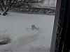 Snow pictures of my Yorkies-007.jpg