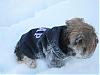 Snow yorkies!-nye-013.jpg