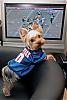 Tumi said "Woof Woof Giants are Going to the Super bowl!!!"-football1.jpg