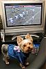 Tumi said "Woof Woof Giants are Going to the Super bowl!!!"-football3.jpg