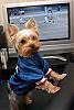 Tumi said "Woof Woof Giants are Going to the Super bowl!!!"-footbal4.jpg