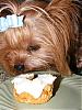 Mojo enjoying one of LilyGrace's cupcakes-dscf5449s.jpg