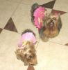 Chanel and Cheri entertaining themselves-img_1112.jpg