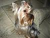 Happy 1st Birthday Chance!-yorkies-020.jpg