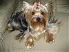 Happy 1st Birthday Chance!-yorkies-025.jpg