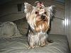 Happy 1st Birthday Chance!-yorkies-027.jpg
