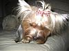 Happy 1st Birthday Chance!-yorkies-029.jpg