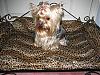 Happy 1st Birthday Chance!-yorkies-042.jpg