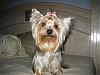 Happy 1st Birthday Chance!-yorkies-028.jpg