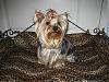 Happy 1st Birthday Chance!-yorkies-043.jpg