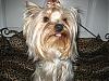 Happy 1st Birthday Chance!-yorkies-037.jpg
