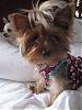 Macey Mae is looking for a Valentine!!! XOXOXO-macey-brodie-brooklyn-012708-020.jpg