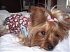 Macey Mae is looking for a Valentine!!! XOXOXO-macey-brodie-brooklyn-012708-038.jpg