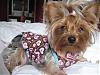 Macey Mae is looking for a Valentine!!! XOXOXO-macey-brodie-brooklyn-012708-040.jpg