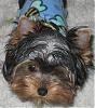 Some pictures of Zoey....-newmaddieandsophie-011-medium-.jpg