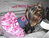 Kalina's Beautiful New go-fetch Valentine's Day Dress-needsbow.jpg