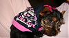 Furbaby Show Off!-sweatshirt.jpg