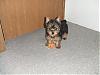 My New Yorkie!-l_0f3100fe81e6d39b577449f524dd2039.jpg