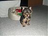My New Yorkie!-l_3c37a2df3598c739b5ad7de65c250d80.jpg