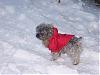 Hey Eddie-We got snow too!  XOXO-Jaxon-snow-dog-1.jpg