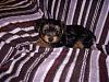 Our new puppy Little Miss Sophie-new-image.jpg