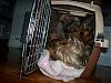How many dogs will fit in one small crate-kooper-dovie2.jpg