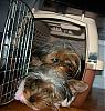 How many dogs will fit in one small crate-dovie-scarlett2.jpg