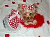 Pia, Trixie & Paisley are searching for a Valentine : )-9-600-x-443-.jpg