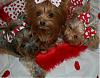 Pia, Trixie & Paisley are searching for a Valentine : )-26-413-x-324-.jpg
