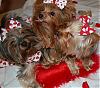 Pia, Trixie & Paisley are searching for a Valentine : )-27-566-x-500-.jpg