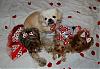 Pia, Trixie & Paisley are searching for a Valentine : )-30-600-x-412-.jpg