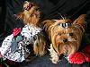 Mojo & LilyGrace - Looking Ready For Valentine's Day-dscf7021s.jpg