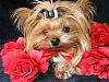 Mojo & LilyGrace - Looking Ready For Valentine's Day-dscf7044s.jpg