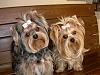 Whose pups are these?-silkharnesses011.jpg