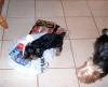 Wyatt wants to help with the chores.-cimg1266.jpg