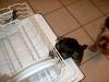 Wyatt wants to help with the chores.-cimg1267.jpg