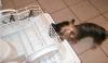 Wyatt wants to help with the chores.-cimg1270.jpg