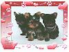 Happy Valentines day from the "Baby Brat Pack"-puppies.jpg