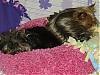 it should be mine......-dogs-napping-006-small-.jpg
