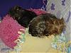 it should be mine......-dogs-napping-008-small-.jpg