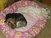 it should be mine......-dogs-napping-011-small-.jpg