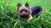 jungle yorkie-img_7855.jpg