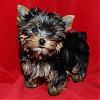 Sweet Lil' Stormy-may-376_stormy.jpg