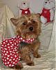 VALENTINE photos in here!-newmaddieandsophie-048-medium-.jpg