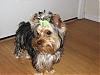 Ranger modeling My Lady's Bows!!!-rangerbows21008-009.jpg