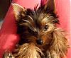 My New Yorkie!-flirtyj_sized.jpg