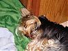 Update on Pixie and Bogey-misc1031.jpg