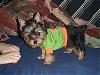 My New Yorkie!-jacketbrody.jpg